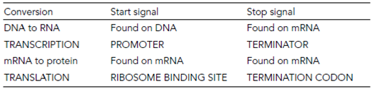 34_Overview -DNA to protein.png